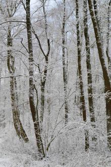 Zima w Lesie
