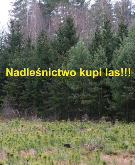 Nadleśnictwo kupi Twój las!!!